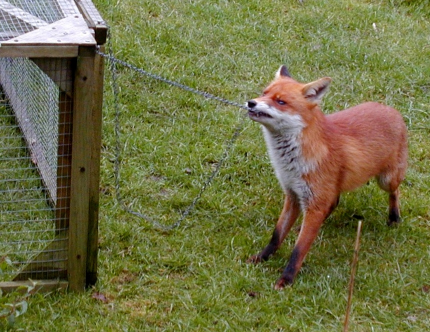 Fox in the hen house; image from https://en.wikipedia.org/wiki/Red_fox